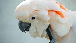 Salmon sulphur-crested cockatoo (Cacatua moluccensis), also known as the Moluccan or umbrella cockatoo. Portrait of white parrot, exotic endemic bird to tropical rainforest on islands of Indonesia Stock Footage