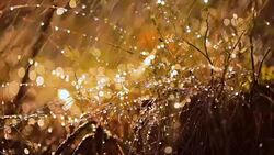 Amanita muscaria, Fly agaric Mushroom In a Sunny forest in the rain. Stock Footage