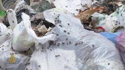 Gaza health crisis: Israel’s war fuels spread of diseases News Clip