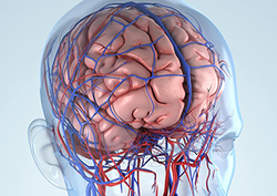 Body systems Instructional Video