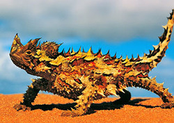 Thorny Devil Instructional Video
