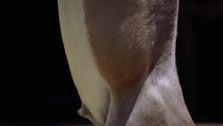 These White Lipped Deer Are So Unique and Love to Play in the Snow Instructional Video