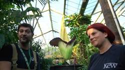 The Titan Arum: A Fascinating and Smelly Giant Instructional Video