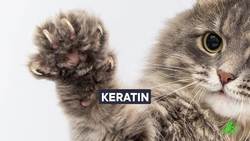 The Frog with Hidden Claws Instructional Video