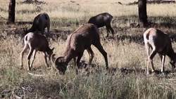 Energy in Ecosystems Instructional Video