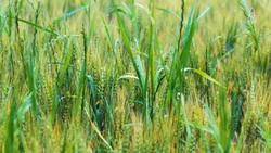 Rewilding Europe, Reviving the Majestic Bison Instructional Video