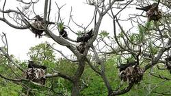 wide shot of white-capped noddy terns nesting heron island Stock Footage