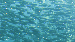 Sardines - The Ocean's Unsung Heroes of Sustainability Instructional Video