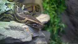 Tiger python at the zoo Stock Footage