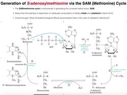Amino Acid Metabolism - the Methionine (SAM) Cycle Instructional Video