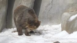 Check Out These Amazing Grizzly Bears Getting a Taste of Winter Instructional Video