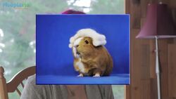 Fuzzberta - Instagram Hero - The Guinea Pig Models Handmade Costumes Instructional Video