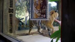 Helping Tigers Avoid Extinction With Postage Stamps? Instructional Video
