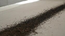 Tea drying equipment processing leaves at old plant, production technology Stock Footage