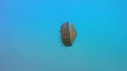Jellyfish floating and swimming in Aegean sea in Greece Stock Footage