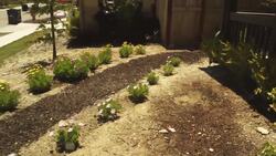 How to Save Water in Your Garden Instructional Video