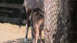 CLEAN : Birth of an oryx gazelle in a zoo in Mexic News Clip