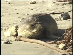 Natural Cycles: Oxygen and Carbon Cycle Instructional Video