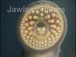 What Is a Fish?: Different Types of Fishes Instructional Video