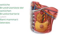 Blutgefäße der weiblichen Brust Instructional Video