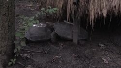 CLEAN : Slow and steady hope for near-extinct Bangladesh tortoises News Clip