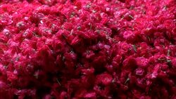PAN RIGHT TO LEFT OF WOMEN'S HANDS PUTTING FLOWER PETALS INTO BASKET AND STRINGING FLOWER BLOSSOMS TOGETHER WITH NEEDLE AND THREAD. COULD BE DECORATIONS FOR WEDDING, CELEBRATION, PARTY OR FESTIVAL. Stock Footage