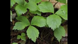 Redwood National and State Parks - Redwood Ranger Minute: Respect Leaves of Three Instructional Video