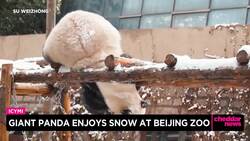 Giant Panda Enjoys Snow at Beijing Zoo News Clip