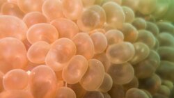 The Secret Life of the Immortal Jellyfish Instructional Video