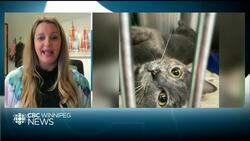 Winnipeg Humane Society update on 10 abandoned animals News Clip