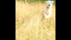 Turn Pandamonium To PAWdamonium - Today's Daily Diversion is the perfect animal treat! (DRAFT) Instructional Video