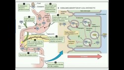Cobalamin: Absorption and Metabolism Instructional Video