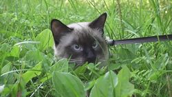 Young cat, kitten, Siam oriental group, Mekong bobtail walks on a lead in a green grass Stock Footage