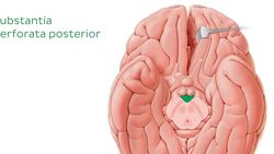 Basale Ansicht des Gehirns Instructional Video