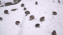 Japanese macaque or snow Japanese monkey with onsen at snow monkey park or Jigokudani Yaen-Koen in Nagano, Japan during the winter season Stock Footage