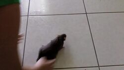 How to Teach Rats Tricks Instructional Video