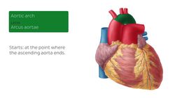 Anterior view of the heart Instructional Video