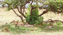 cheetahs lying under tree in savanna at africa Stock Footage