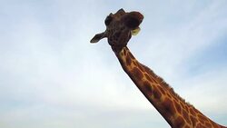 giraffe in africa Stock Footage