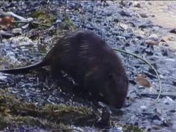 Magnificent Mammals: Placental Mammals Instructional Video