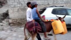 CLEAN : Donkeys turn into prized asset as Yemen economy sags News Clip