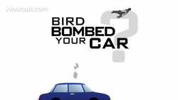 Quick Tips: How to Clean Up a Bird Bombing Fast Instructional Video