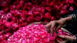 PAN RIGHT TO LEFT OF WOMEN'S HANDS PUTTING FLOWER PETALS INTO BASKET AND STRINGING FLOWER BLOSSOMS TOGETHER WITH NEEDLE AND THREAD. COULD BE DECORATIONS FOR WEDDING, CELEBRATION, PARTY OR FESTIVAL. Stock Footage