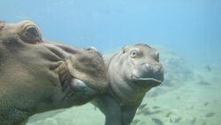 A Making a Splash! Baby Hippo and Mom Go For a Swim Instructional Video