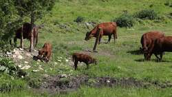 Energy in Living Things Instructional Video