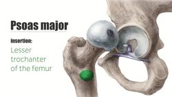 Psoas major Instructional Video