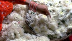 PAN RIGHT TO LEFT OF WOMEN'S HANDS PUTTING FLOWER PETALS INTO BASKET AND STRINGING FLOWER BLOSSOMS TOGETHER WITH NEEDLE AND THREAD. COULD BE DECORATIONS FOR WEDDING, CELEBRATION, PARTY OR FESTIVAL. Stock Footage