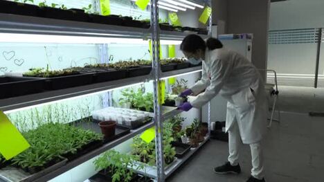 CLEAN : Rise of the 'robo-plants', as scientists fuse nature with tech