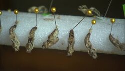 Take a Tour of San Diego Zoo's Butterfly Jungle From the Comfort of Your Home Instructional Video