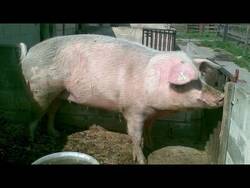 Health Care Overhaul Summarized Via MASSIVE PIG Instructional Video